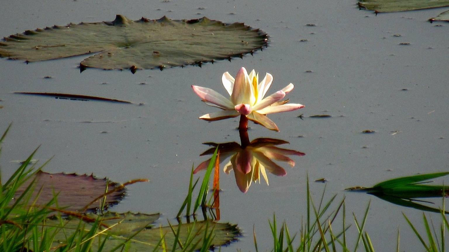Гоа в моментах, часть 2. С тук-тука, автомобиля, велосипеда, пешком. Часть 2 смотреть онлайн