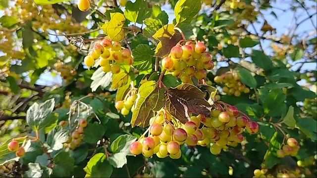 Ангел-хранитель - Александр Марцинкевич & Группа Кабриолет
