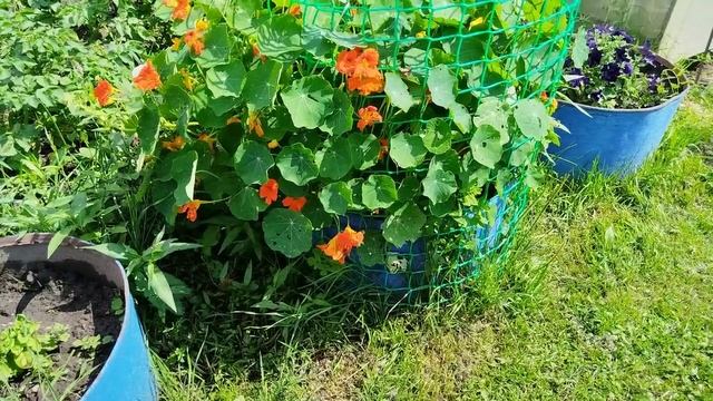 Розы пережили зиму. Потери небольшие. Мои цветы. смотреть онлайн