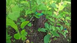 Результаты прививки яблони на поросль.