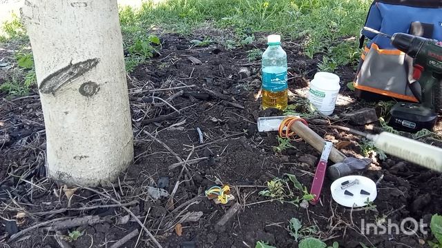 Эндотерапия. Инъекции для деревьев. Перспективный и многообещающий метод защиты и лечения деревьев. смотреть онлайн