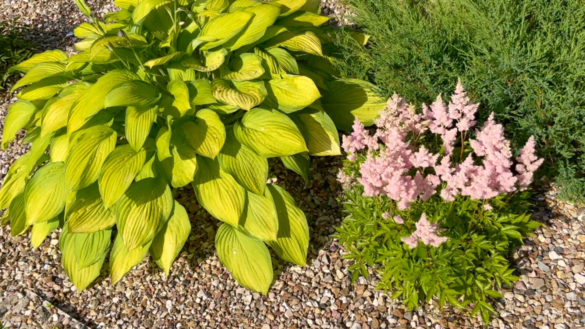 Сад после града и резкого повышения температуры. смотреть онлайн