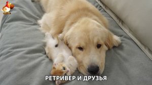 Золотистый ретривер и его друзья милые питомцы 🐕 выпуск (178)