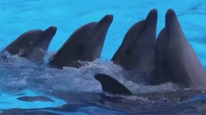 Дельфинарий Немо в Алуште - ВСЯ программа / Крым / Ретровидео