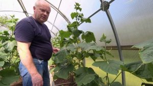 Подвязка и формирование огурцов в теплице.