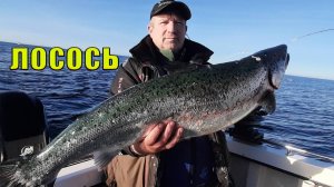 Морская  ловля лососёвых в Балтийском море, монстры существуют
