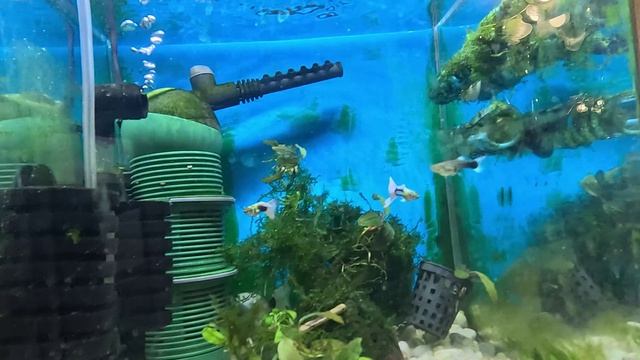 Обзор мха в моем аквариуме 30 литрах. смотреть онлайн