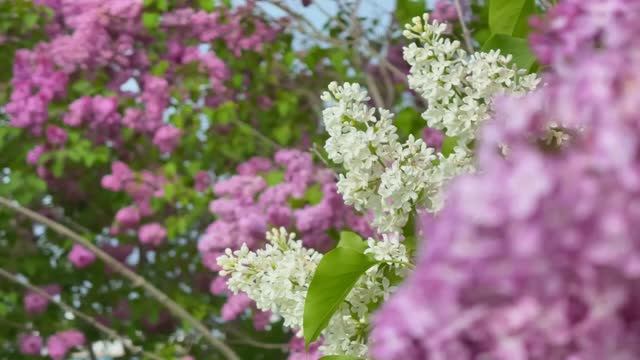 САДЫ США. ОСТРОВ МАКИНО - ТУР ПО САМОМУ КРАСИВОМУ САДУ С ЦВЕТУЩЕЙ СИРЕНЬЮ. ФЕСТИВАЛЬ СИРЕНИ 2025 смотреть онлайн