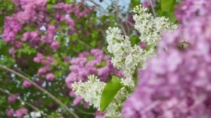 САДЫ США. ОСТРОВ МАКИНО - ТУР ПО САМОМУ КРАСИВОМУ САДУ  С ЦВЕТУЩЕЙ СИРЕНЬЮ. ФЕСТИВАЛЬ СИРЕНИ 2025