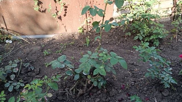 С чего начинается утро в станице. Динская 11.07.25 смотреть онлайн