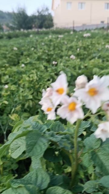 Время, когда цветут драники