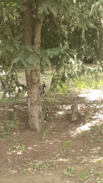 #Shorts  #Дятлы  #Труженики