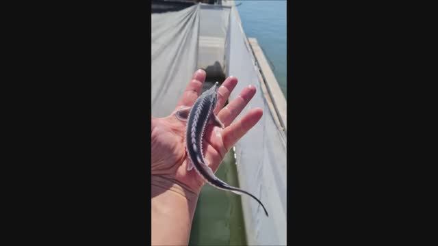 Рыбоводно-воспроизводственный комплекс "Раскат" в Астрахани. смотреть онлайн