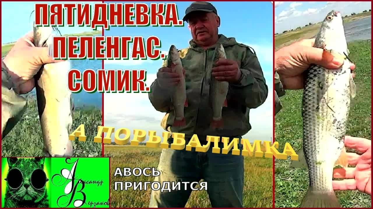 Пятидневка. Пеленгас. Сомик. А порыбалимка 5-й выпуск 25г.