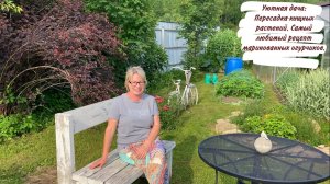 Уютная дача: Пересадка хищных растений. Самый любимый рецепт маринованных огурчиков.