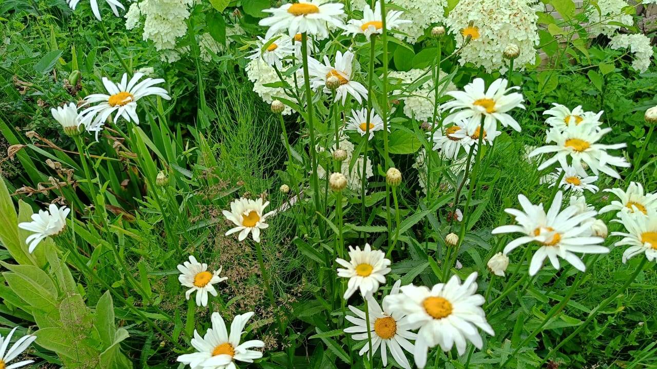 Прогулка по саду смотреть онлайн