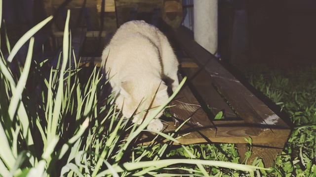 Zефир 1 Год #vivox200pro #djiom6  #Россия #самарагородок  #zov #котики  #anamorphic