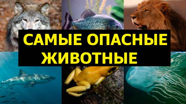 Самые опасные животные