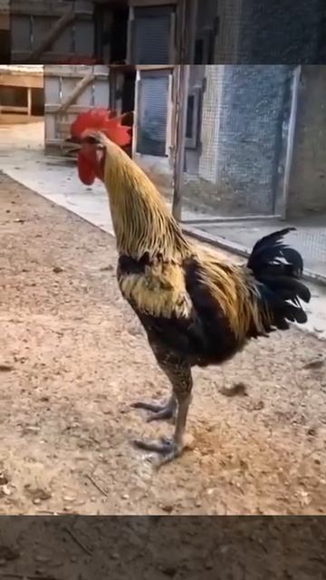 Создал вакуум в легких смотреть онлайн