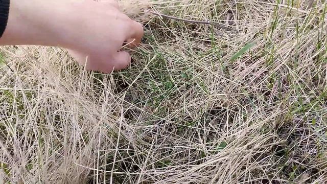 Посев ЭСПАРЦЕТА. Сердито и недорого.