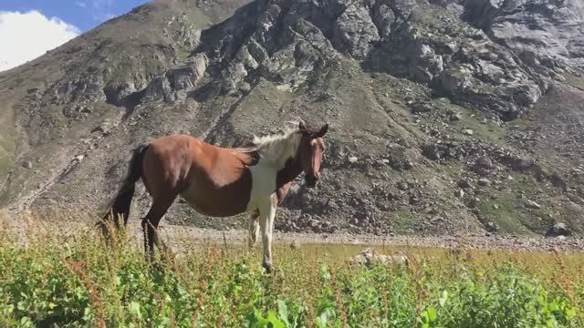 Мой конь смотреть онлайн