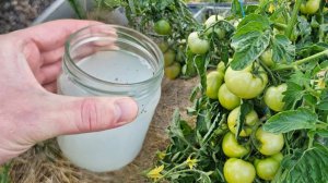 Как заставить томаты плодоносить быстрее? Лучшие подкормки для обильной завязи!