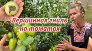 Главные причины вершинной гнили томатов и методы, которые могут навредить