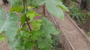 Виноград Аватар на третий год посадки. Прищипывание не помогло, сигналу нет
