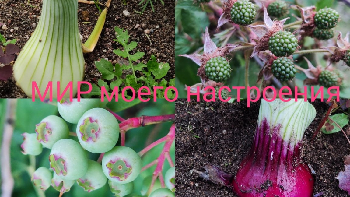 09.07.25 Дача Выборг.Земляники много.Проверим успехи в огороде. смотреть онлайн