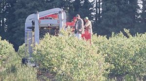 1000020385.mp4 обо всем по немногу