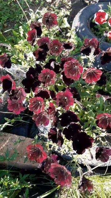 ПЕТУНИЯ БЛЭК СТАР- МОЯ ЛЮБИМИЦА смотреть онлайн