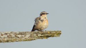 Каменка, птица чистит пёрышки, наблюдение птиц в Новгородской области, 12 июля 2025