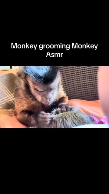 ASMR Monkey смотреть онлайн