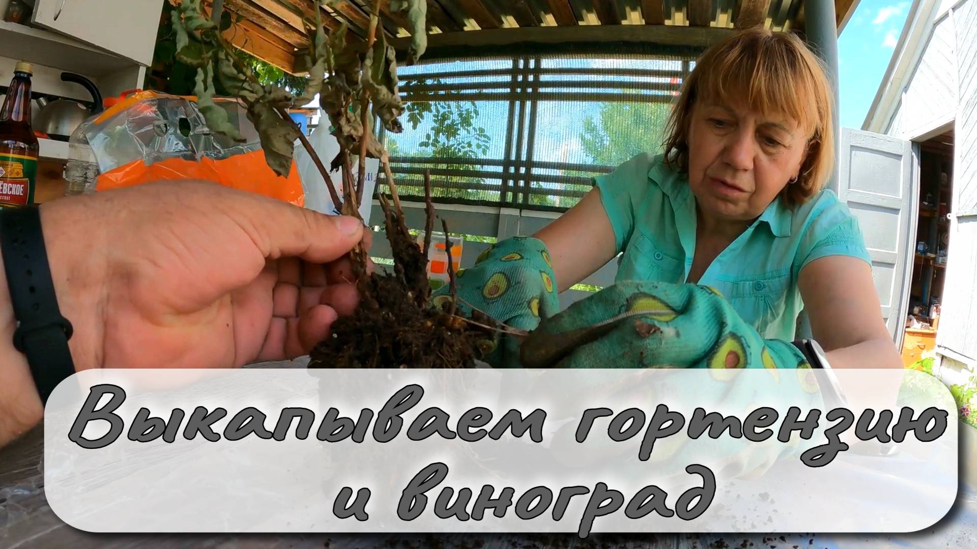 ВЫКАПЫВАЕМ ГОРТЕНЗИЮ И ВИНОГРАД смотреть онлайн