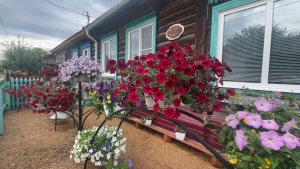 Как продлить обильное цветение петунии. 
Обзор петунии после дождя.