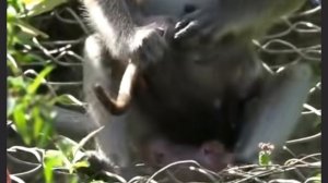 Baby monkey - основная жертва обезьяньего киднеппинга 1000021812.mp4