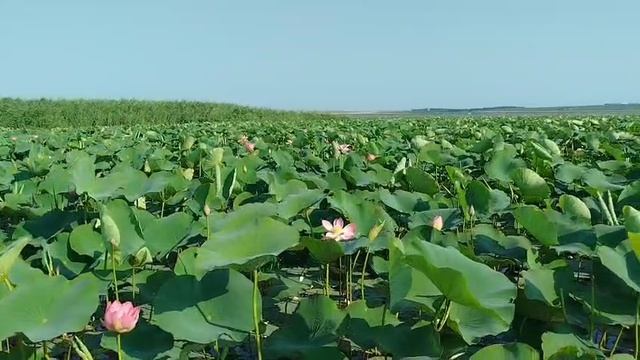 О красоте цветения лотосов у станицы Голубицкая смотреть онлайн