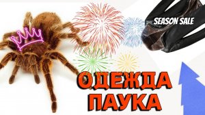 Как растёт паук птицеед. Линька