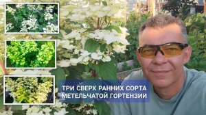 Три очень ранних сорта метельчатой гортензии: цветут раньше других вимс ред, инфинити, пастель грин