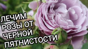 РОЗЫ. Лечим от черной пятнистости, обещенный рецепт тройчатки.