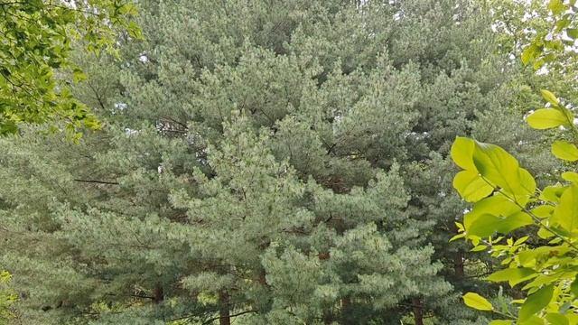 Глубокский дендрологический сад часть 1