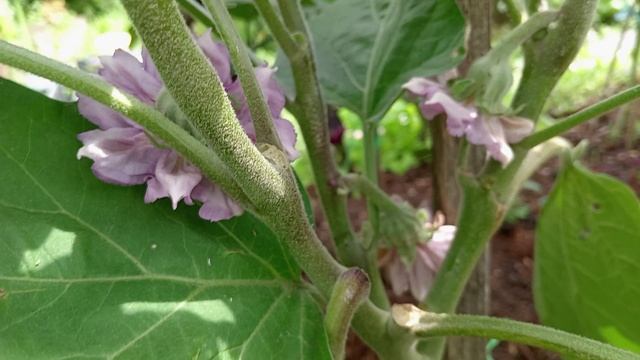 Наконец-то тепло! Обзор баклажанов. смотреть онлайн