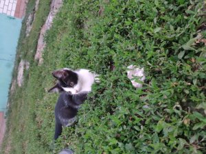 Делаю из обычного чехла  в ЧЕХОЛ С ТЮЛЕНЯМи!