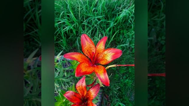 Чудесная середина июля.mp4 смотреть онлайн