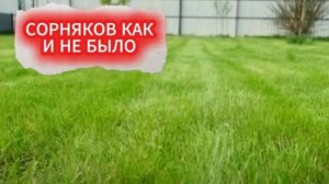 ЗАМУЧИЛИ СОРНЯКИ НА ГАЗОНЕ - ЛОРНЕТ В ПОМОЩЬ! ЛУЧШЕЕ СРЕДСТВО ОТ СОРНЯКОВ НА ГАЗОНЕ