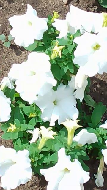 Белые мальвы на клумбе смотреть онлайн