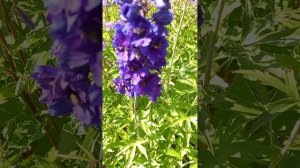 Краски лета