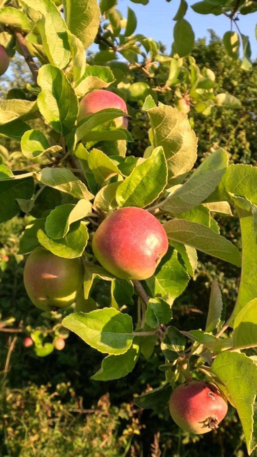 Дикие яблоки