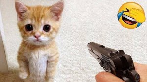 Смешные кошки-коты 2025 😸Лучшие приколы с кошками😸 Кошки😸 Животные- Смешное видео!