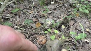 ГРИБНЫЕ НОВОСТИ! Вот что мне удалось добыть в лесу!